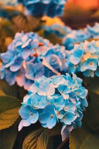 Close-up of purple hydrangea flowers