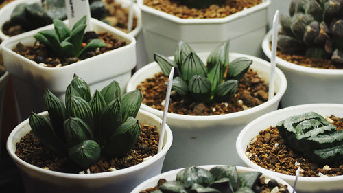 High angle view of potted plants