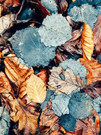 Close-up of autumn leaves on log