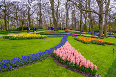 Panoramic view of flower trees in park