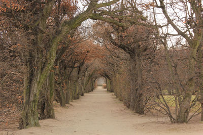 Footpath amidst trees in forest