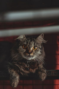 Close-up portrait of cat at home