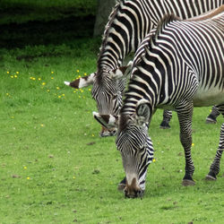 Zebras grazing on field