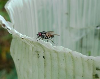 Close-up of insect on leaf