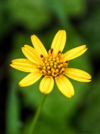 Close-up of yellow flower