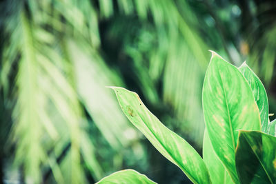 Close-up of fresh green plant