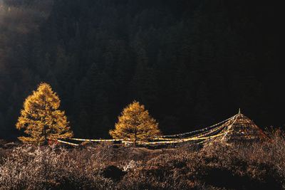 View of illuminated trees in forest against sky at night