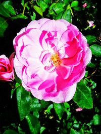 Close-up of pink flowers