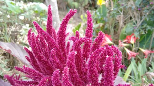 Close-up of fresh pink flowers blooming in garden