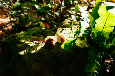 Plants growing on a tree