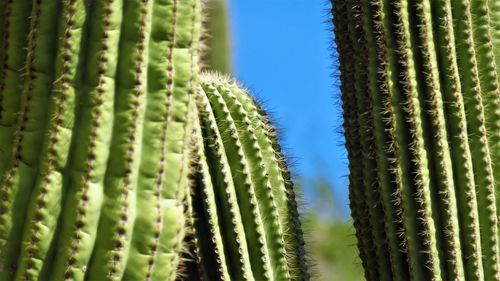 Close-up of succulent plant