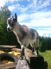 Close-up of baby goat standing on wood against sky