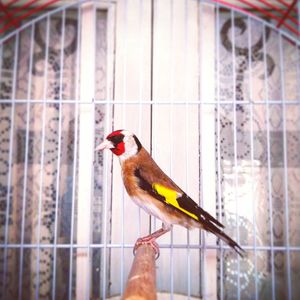 Close-up of bird perching in cage