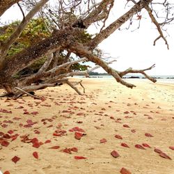 View of driftwood on beach against sky