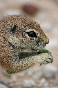 Extreme closeup of cape ground squirrel xerus inauris feeding in etosha national park, namibia.