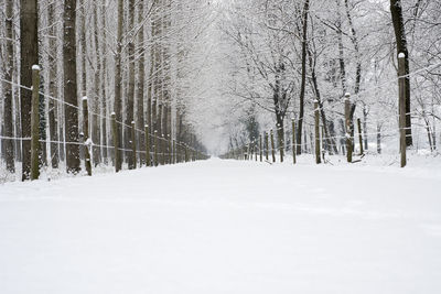 Snow covered bare trees in forest
