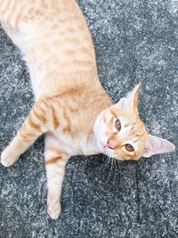 High angle view portrait of cat