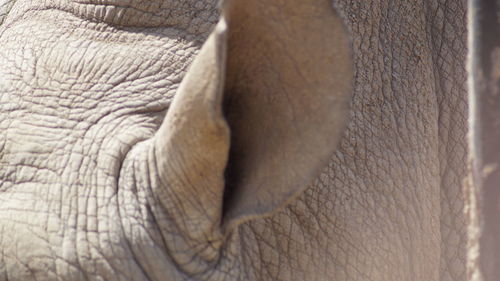 Close-up of elephant