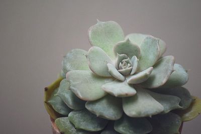 Close-up of succulent plant