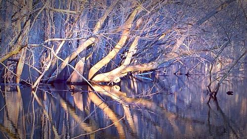 Bare tree against bare trees