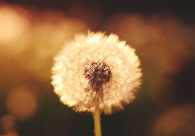 Close-up of dandelion against blurred background