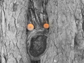 Close-up of fruits on tree trunk