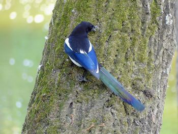 Close-up of bird perching on tree trunk