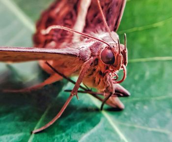 Close-up of butterfly