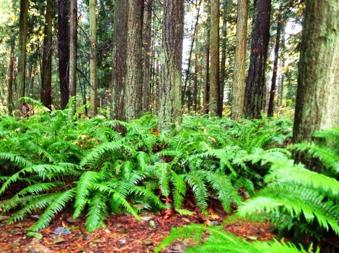 tree, growth, forest, green color, tranquility, tree trunk, nature, woodland, beauty in nature, tranquil scene, scenics, plant, lush foliage, fern, day, green, leaf, outdoors, landscape, growing