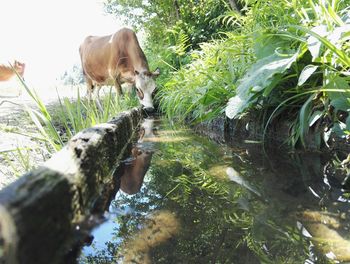 Side view of hand feeding in water