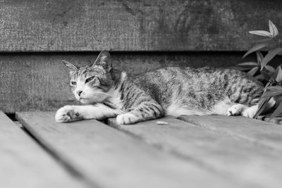 Portrait of cat relaxing on floor