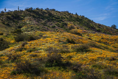 Scenic view of field against sky during autumn