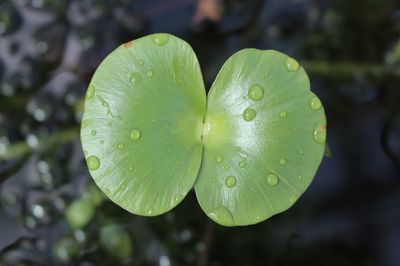 Close-up of raindrops on leaf