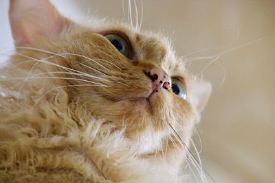 Close-up of a cat looking away