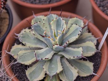 High angle view of succulent plant in pot