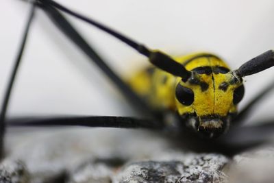 Close-up of insect