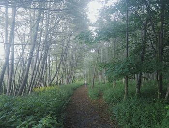 People walking on footpath in forest