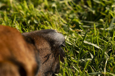 Close-up of lizard on field