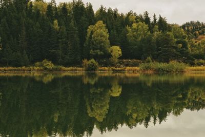 Scenic view of lake by trees in forest