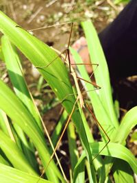 Close-up of insect on plant