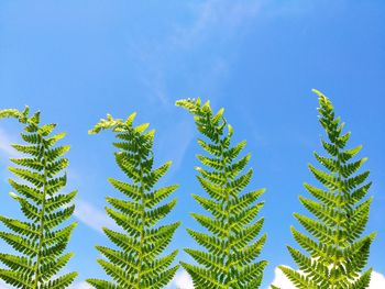 Low angle view of palm trees against blue sky