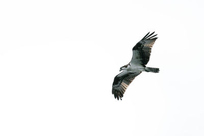 Low angle view of eagle flying against clear sky