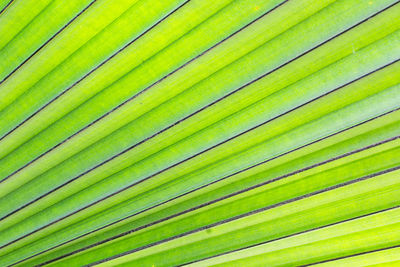 Full frame shot of palm leaves