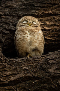 Close-up portrait of owl