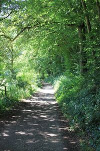 Footpath amidst trees in forest