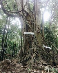 Low angle view of trees in forest