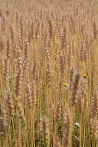 Close-up of wheat field