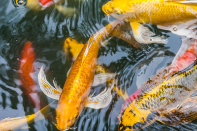 Close-up of koi fish in sea