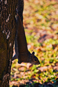 Close-up of squirrel on tree trunk