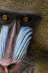 Full frame shot of mandrill eye